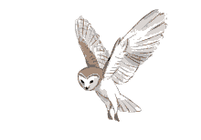 Owl Post